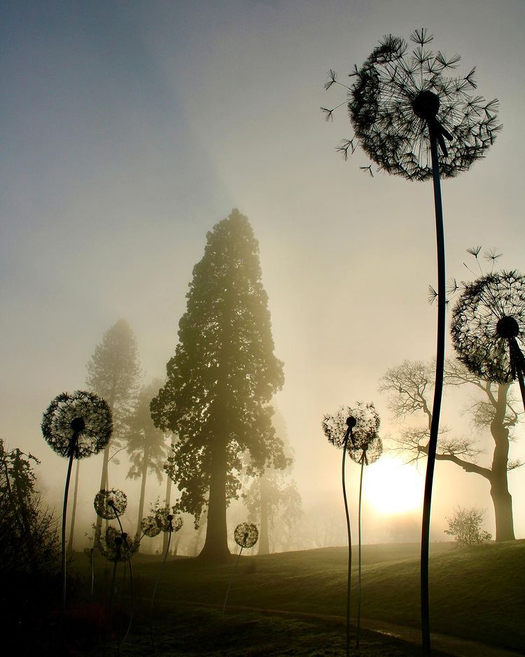 Photograph on aluminium depicting an eerie forest landscape in dark green tones, the outline of a group of dandelions occupying the foreground.