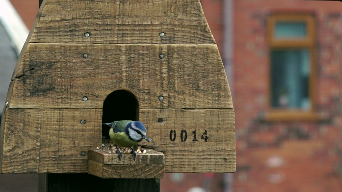 Blue Tit poking out of a wooden bird feeder