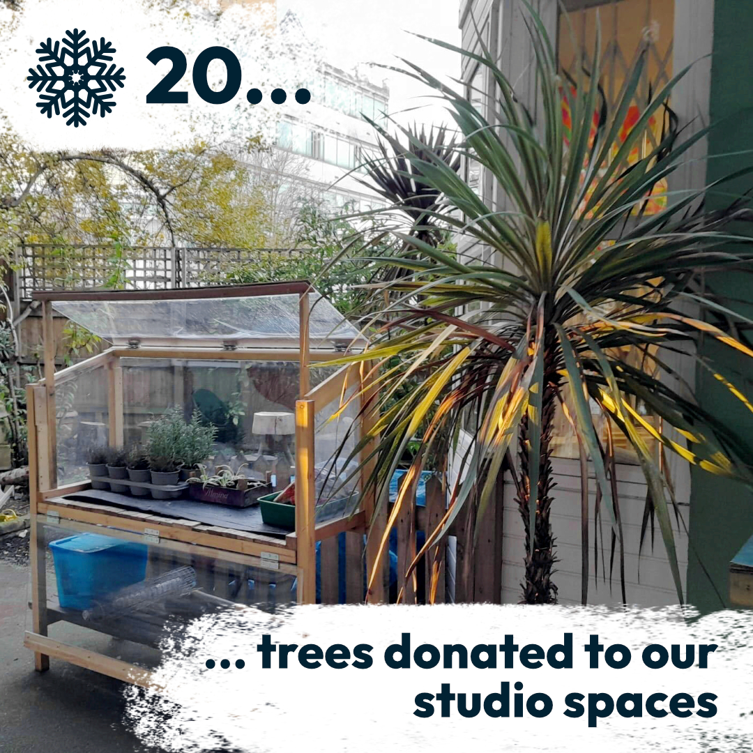 Photo of a cold frame and potted palm tree side by side in the outdoor area of Maxilla Men's Shed.